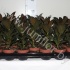 Фикус Ficus Petite Melany Фикус Ficus Petite Melany