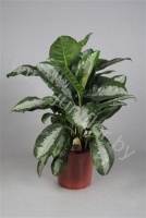 Аглаонема Aglaonema Pattaya Beauty