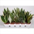 Сансевиерия Sansevieria Gemengd Сансевиерия Sansevieria Gemengd