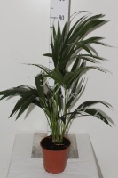 Ховея Форстера Howea Forsteriana