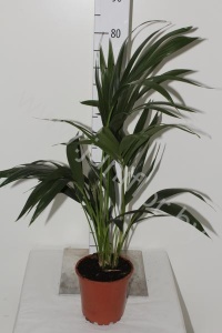 Ховея Форстера Howea Forsteriana