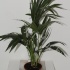 Ховея Форстера Howea Forsteriana Ховея Форстера Howea Forsteriana