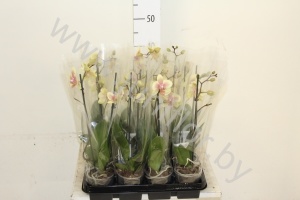 Фаленопсис Phal Yellow 1-Tak