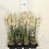 Фаленопсис Phal Yellow 1-Tak
