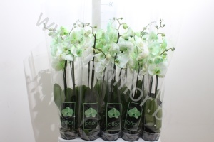 Фаленопсис Phal Royal Green 2-Tak