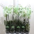 Фаленопсис Phal Royal Green 2-Tak Фаленопсис Phal Royal Green 2-Tak