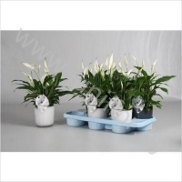 Спатифиллюм Spathiphyllum Bellini Claudia Glas