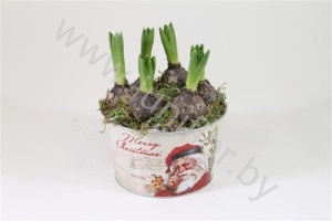 Гиацинт Zinken Pot Rond Xmas+Hyacint