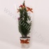 Кипарис Cham.Kersthoes Decoraties NO SNOW
