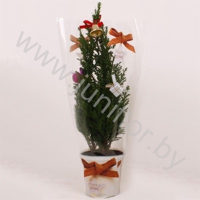 Кипарис Cham.Kersthoes Decoraties NO SNOW