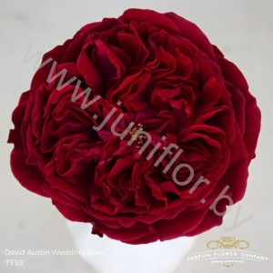 Садовая Роза Дэвида Остина Rose Dav Austin Tess
