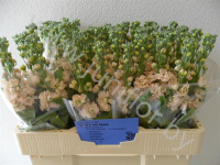 Маттиола Matthiola Salmon