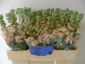 Маттиола Matthiola Salmon