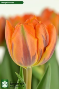 Orange Princess