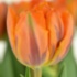 Orange Princess Orange Princess