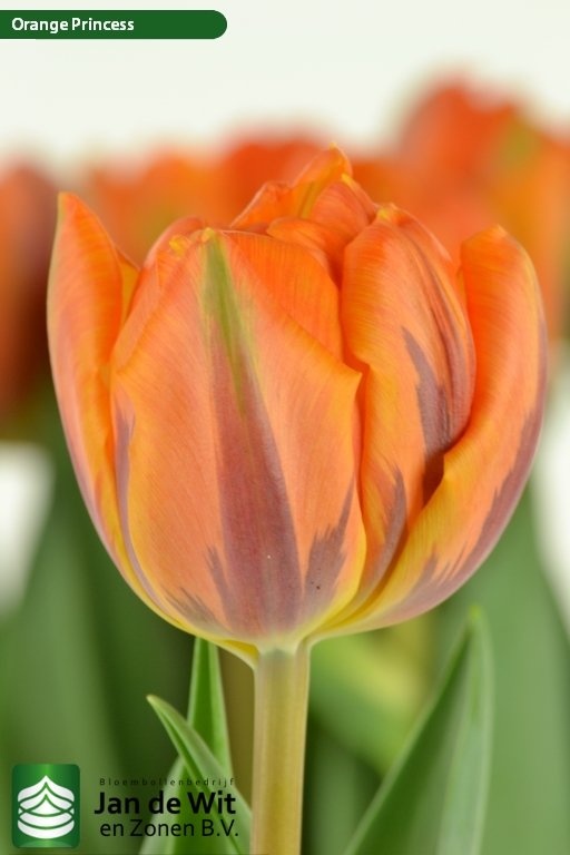 Orange Princess Orange Princess
