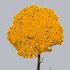 Ахилея Achillea Park Variety