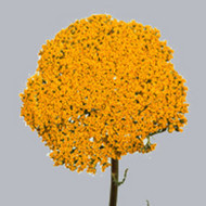 Ахилея Achillea Park Variety
