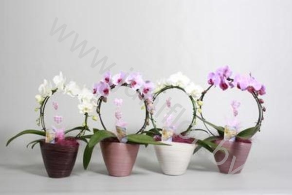 Фаленопсис SpiegelBoog Josephine