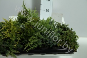 Можжевельник  Juniperus Mix