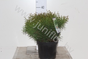 Туя Thuja Tiny Tim