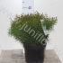 Туя Thuja Tiny Tim Туя Thuja Tiny Tim