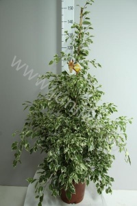 Фикус Ficus Profit