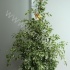Фикус Ficus Profit Фикус Ficus Profit