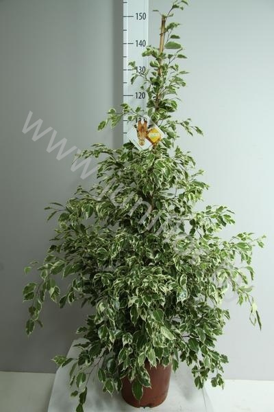 Фикус Ficus Profit Фикус Ficus Profit