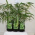 Бамбук Pseudosasa Japonica Бамбук Pseudosasa Japonica