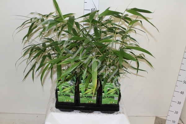 Бамбук Pseudosasa Japonica