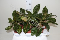 Аглаонема  Aglaonema Pink Jade