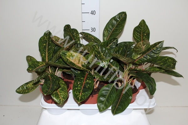 Аглаонема  Aglaonema Pink Jade