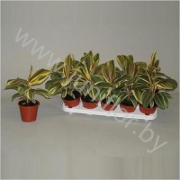 Кордилина Cordyline Chocolate Queen