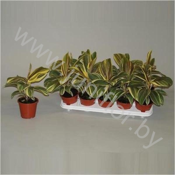 Кордилина Cordyline Chocolate Queen