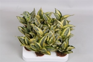 Сансевиерия Sansevieria Gold Star