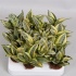 Сансевиерия Sansevieria Gold Star Сансевиерия Sansevieria Gold Star