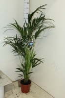 Ховея Форстера Howea Forsteriana