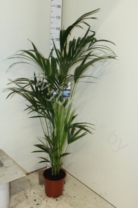 Ховея Форстера Howea Forsteriana