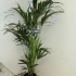 Ховея Форстера Howea Forsteriana Ховея Форстера Howea Forsteriana
