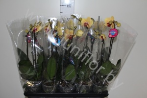 Фаленопсис Phal Yellow 2-tak