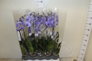 Фаленопсис Phal Royal Purple 1-Tak
