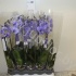 Фаленопсис Phal Royal Purple 1-Tak