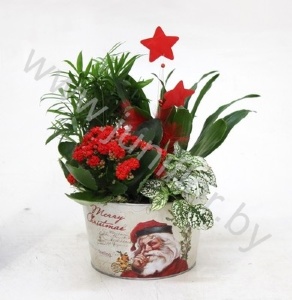 Микс Zinken Pot Rond Xmas+Kamerplanten