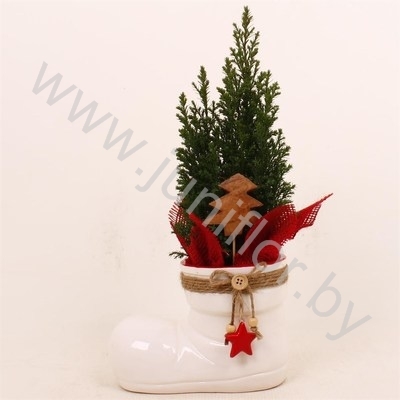 Кипарис Cham.Keramiek Laars NO SNOW