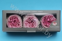 Стабилизированная роза Дэвида Остина Rose pr Dav.Aust.Ashley