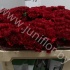 Гвоздика Burgundy Гвоздика Burgundy