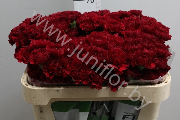 Гвоздика Burgundy