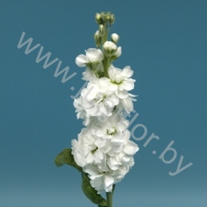 Маттиола Matthiola White