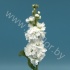 Маттиола Matthiola White Маттиола Matthiola White